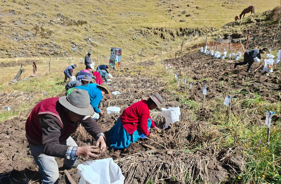 MIDAGRI: INIA COSECHA MÁS DE 9 MIL SEMILLAS DE PAPA NATIVA DE ALTO VALOR PARA MEJORAR CALIDAD DEL TUBÉRCULO EN APURÍMAC